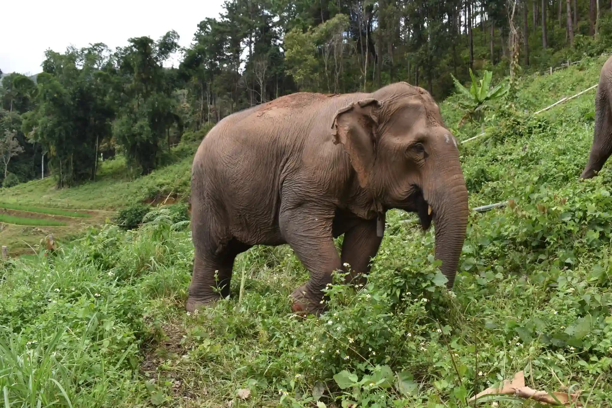 Elephants enjoying their home at Chiangmai Elephant Land
