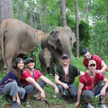 Why Choose Chiang Mai Elephant Land