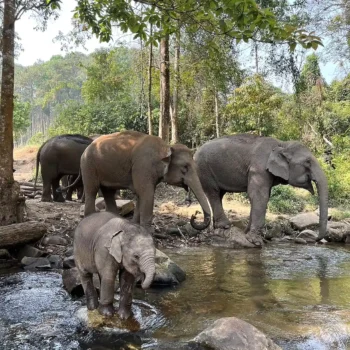Chiangmai Elephants 2