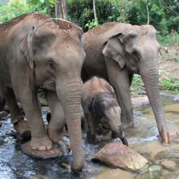 Chiangmai Elephants