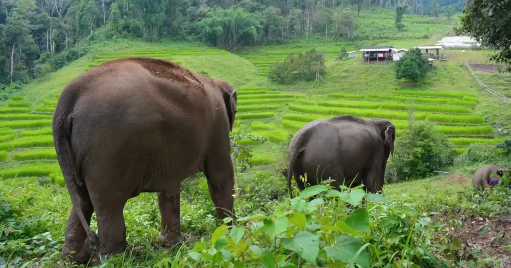 Chiangmai elephants