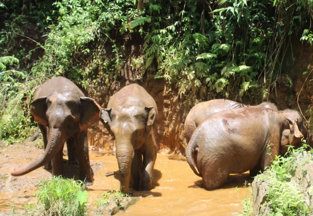 Chiangmai elephants(3)