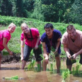 Farming in Chiangmai
