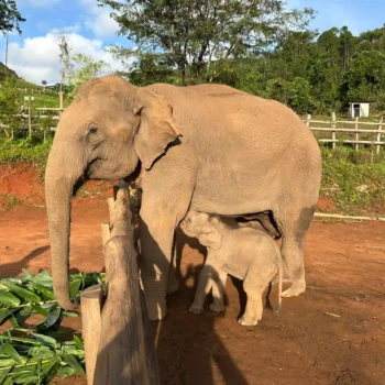 Mo Phror Mae and Horton (2)