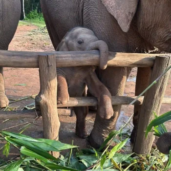 Mo Phror Mae and Horton (3)