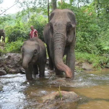 Private One Day Elephant Land and waterfall 4