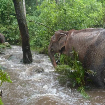 Private One Day Elephant Land and waterfall 8