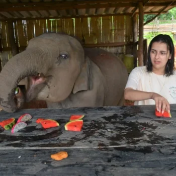 chiangmai-elephant-land-1day-13