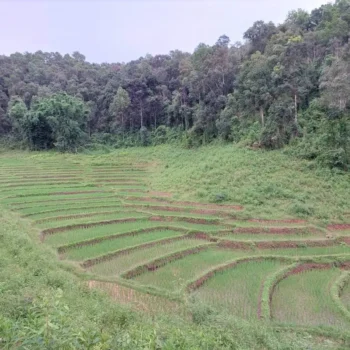 chiangmai-elephant-land-1day-9