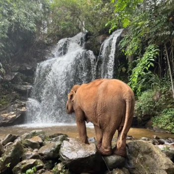 Elephant at a waterfall