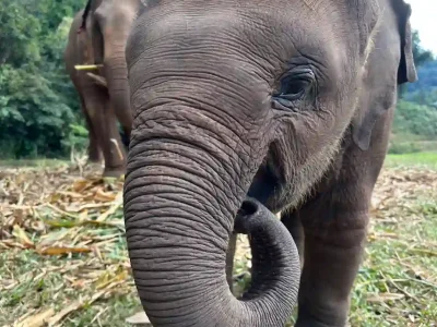 Half Day Visit to Elephant Land