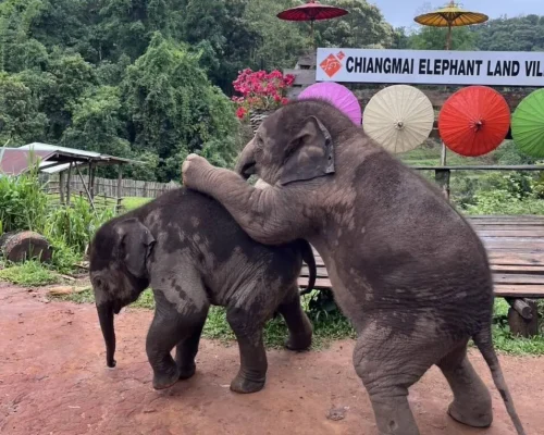 Half day to elephant land 1