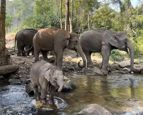 Half day to elephant land 2