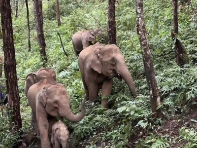 One Day Visit to Elephant Land