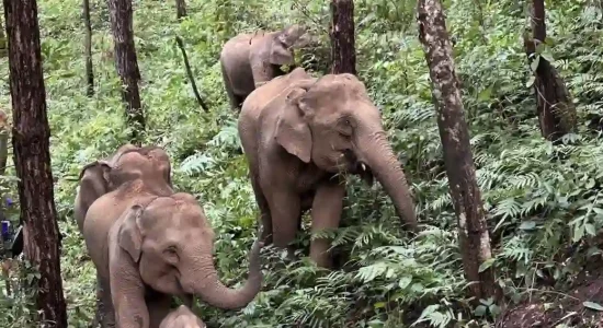 One Day Visit to Elephant Land