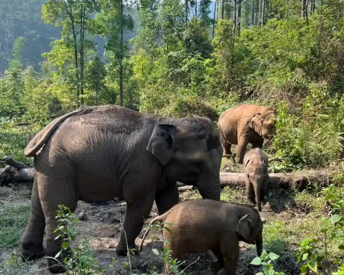 Overnight Stay at Elephant Land 4