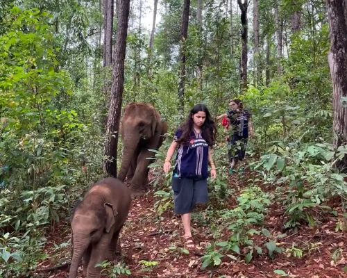 Overnight Stay at Elephant Land 5