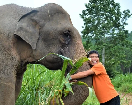 Why Choose Chiang Mai Elephant Land
