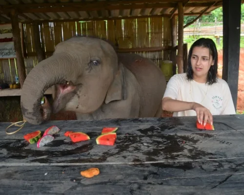 chiangmai-elephant-land-1day-13